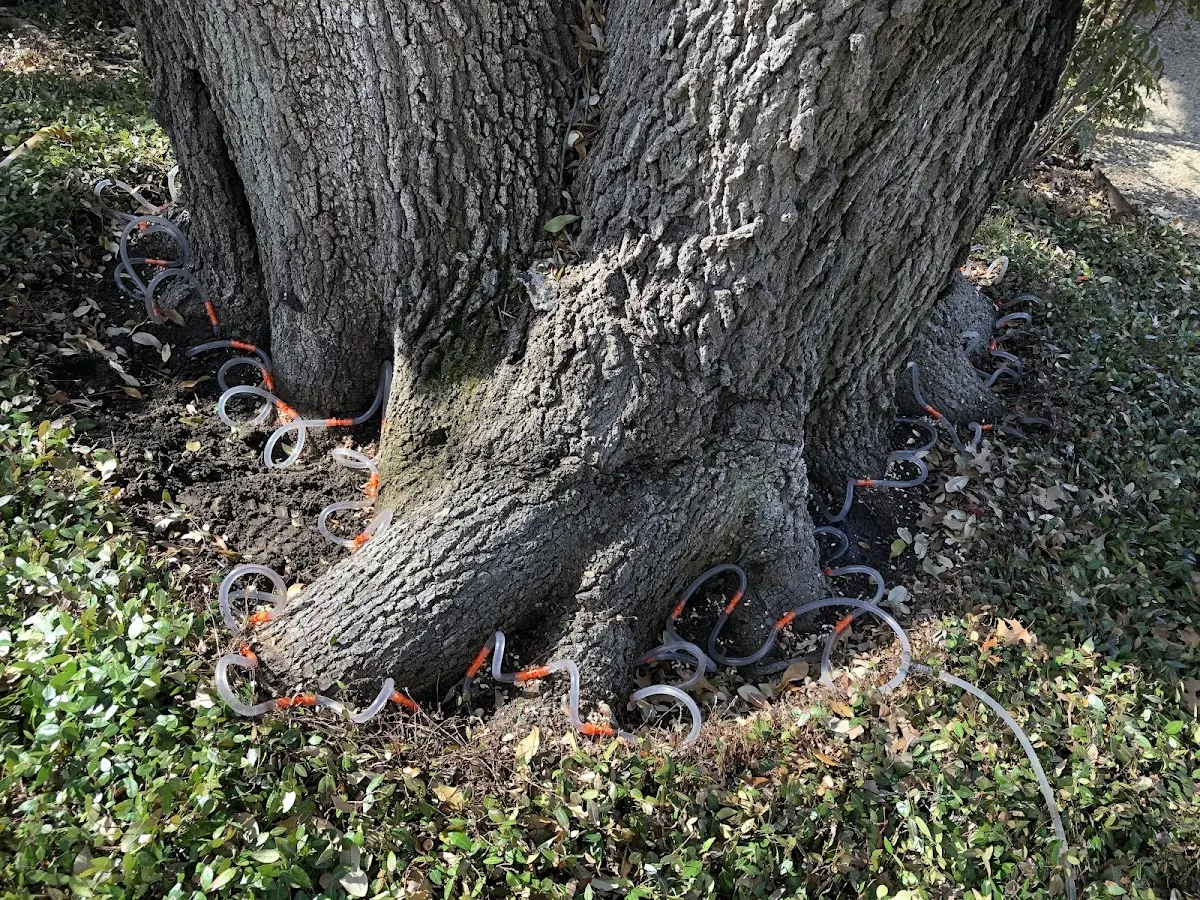 Detailed Tree Cabling and Bracing job site in Parrish
