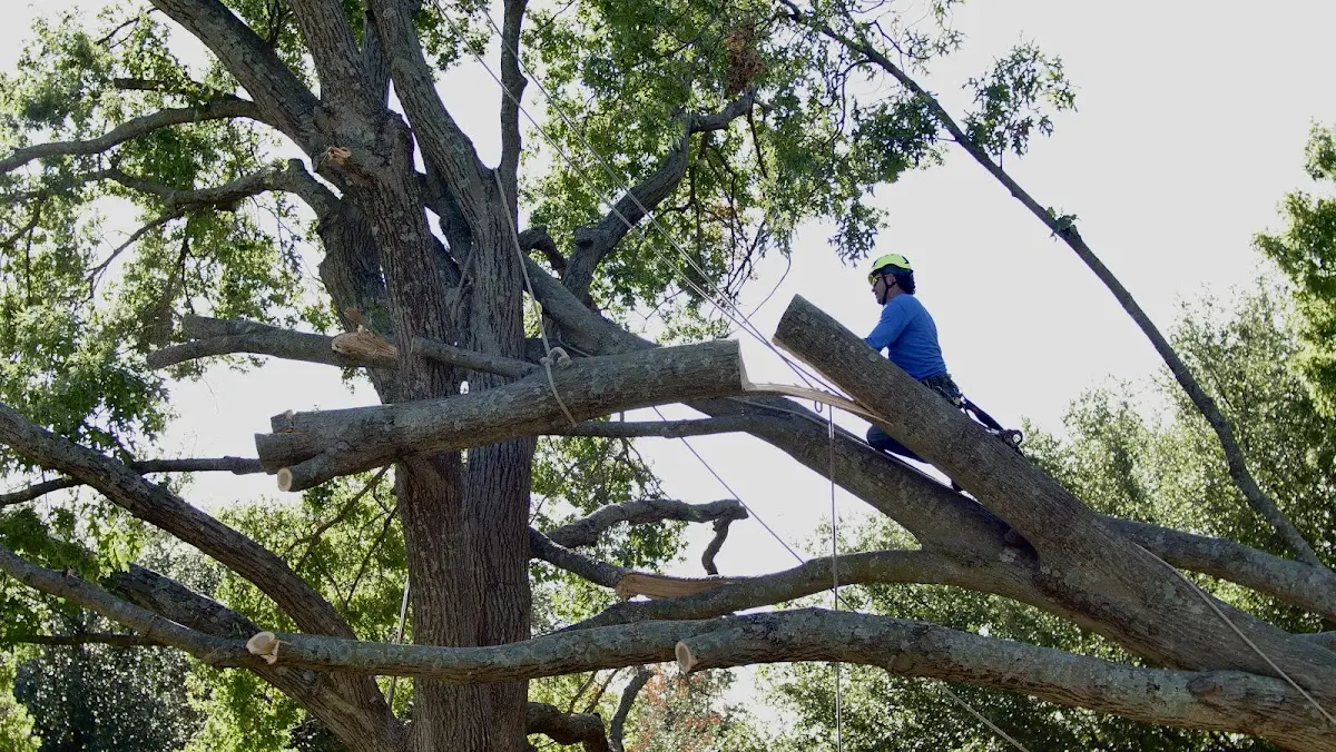 Professional Hazardous Tree Removal performed by certified arborists in Parrish